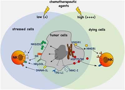 Natural Killer Cell Response to Chemotherapy-Stressed Cancer Cells: Role in Tumor Immunosurveillance